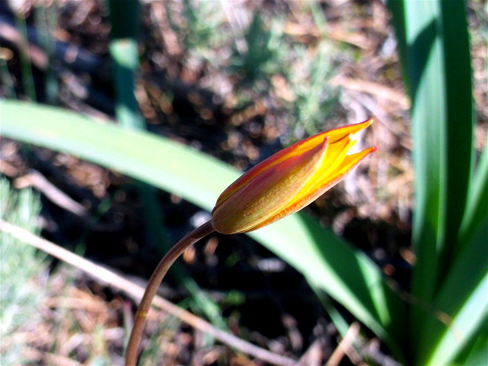 {{Tulipa sylvestris subsp. australis Bud close up, Dehesa Boyal de Puertollano, Spain}}