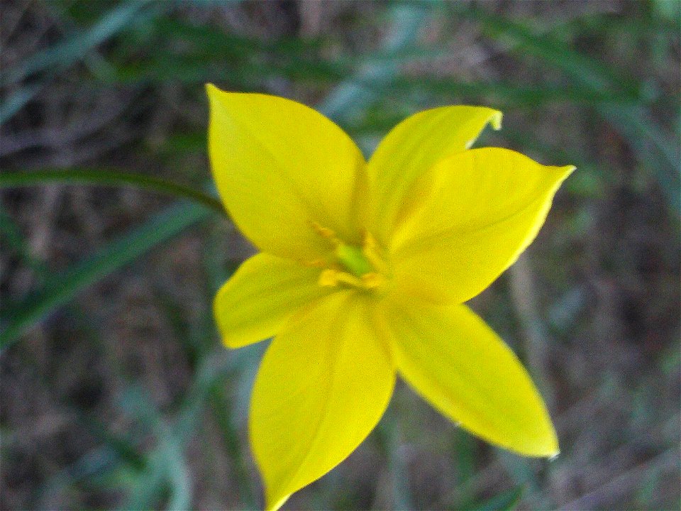 {{Tulipa sylvestris subsp. australis Flowers close up, Dehesa Boyal de Puertollano, Spain}}