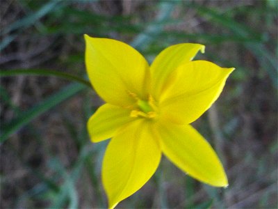 {{Tulipa sylvestris subsp. australis Flowers close up, Dehesa Boyal de Puertollano, Spain}}