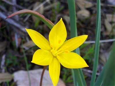 {{Tulipa sylvestris subsp. australis Flowers close up, Dehesa Boyal de Puertollano, Spain}}