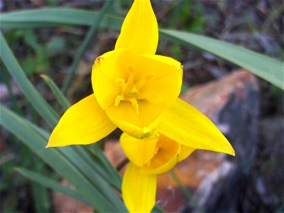 {{Tulipa sylvestris subsp. australis Flowers close up, Dehesa Boyal de Puertollano, Spain}}