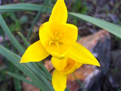 {{Tulipa sylvestris subsp. australis Flowers close up, Dehesa Boyal de Puertollano, Spain}} photo