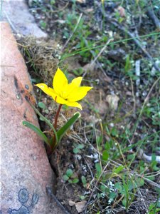 {{Tulipa sylvestris subsp. australis Habitus, Dehesa Boyal de Puertollano, Spain}}