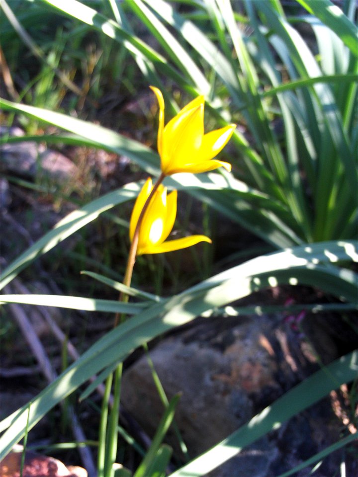 {{Tulipa sylvestris subsp. australis Plants, Dehesa Boyal de Puertollano, Spain}}