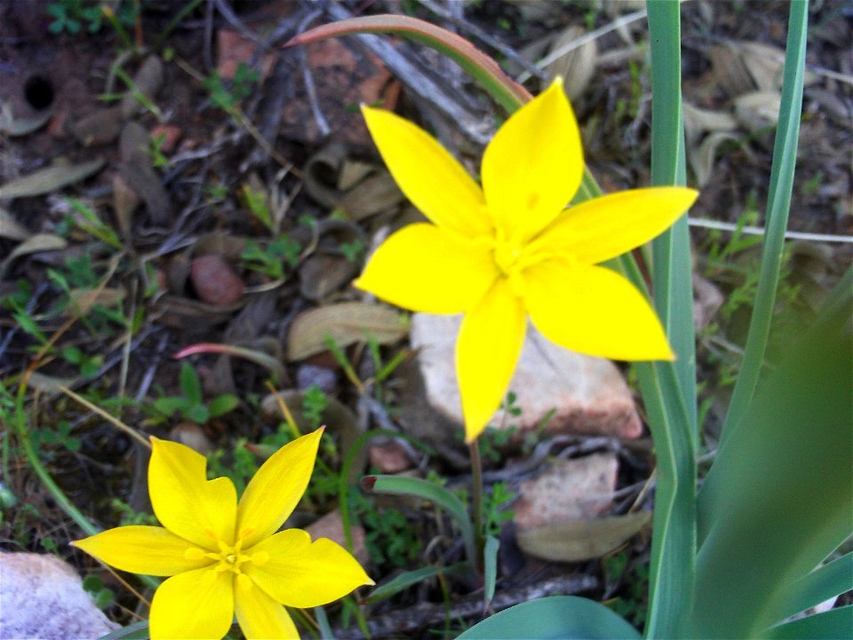 {{Tulipa sylvestris subsp. australis Flowers close up, Dehesa Boyal de Puertollano, Spain}}