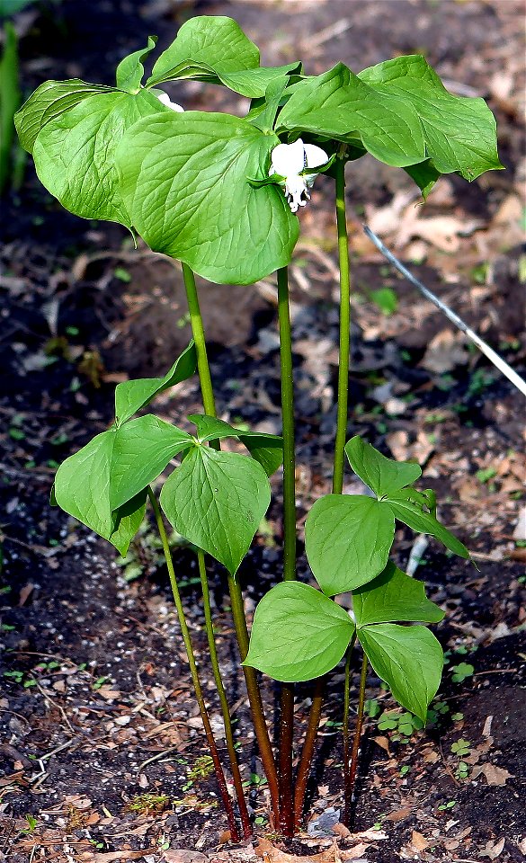 Trillium cernuum taken spring of 2007, in Minnesota by Paul Henjum.