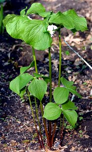Trillium cernuum taken spring of 2007, in Minnesota by Paul Henjum.