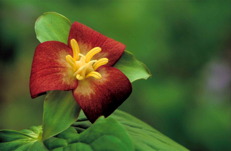 Image title: Nodding trillium plant flower trillium cernuum
Image from Public domain images website, http://www.public-domain-image.com/full-image/flora-plants-public-domain-images-pictures/flowers-pu