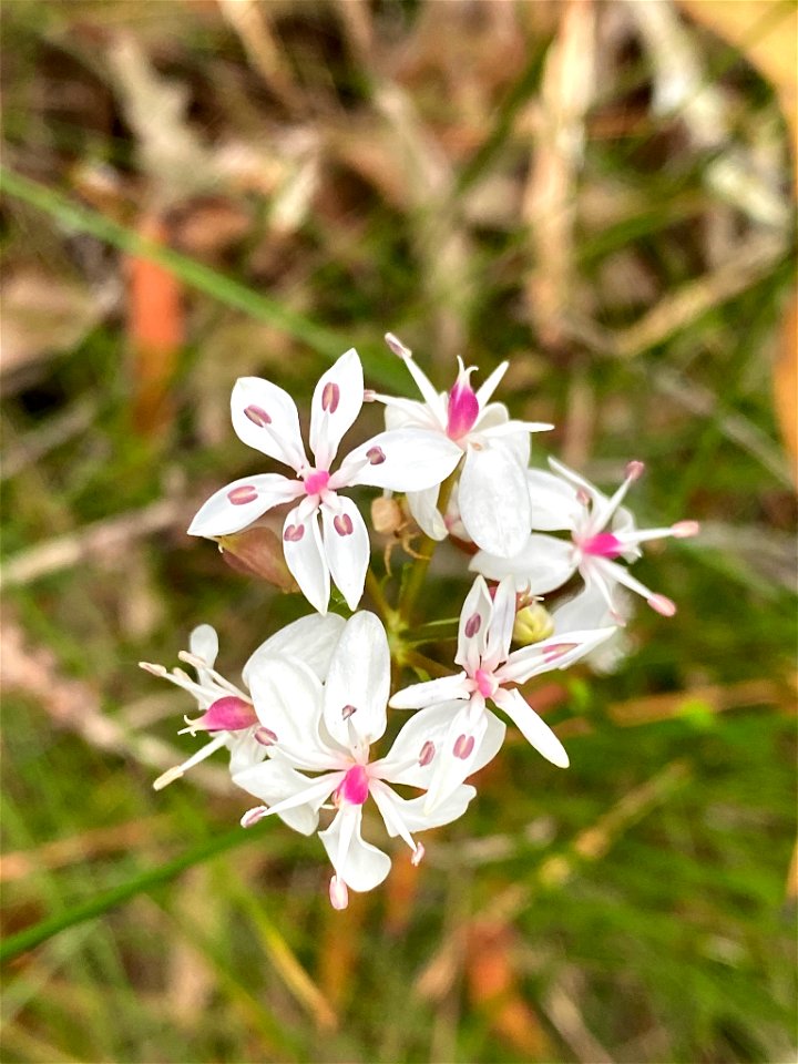 Milkmaids (Burchardia umbellata)