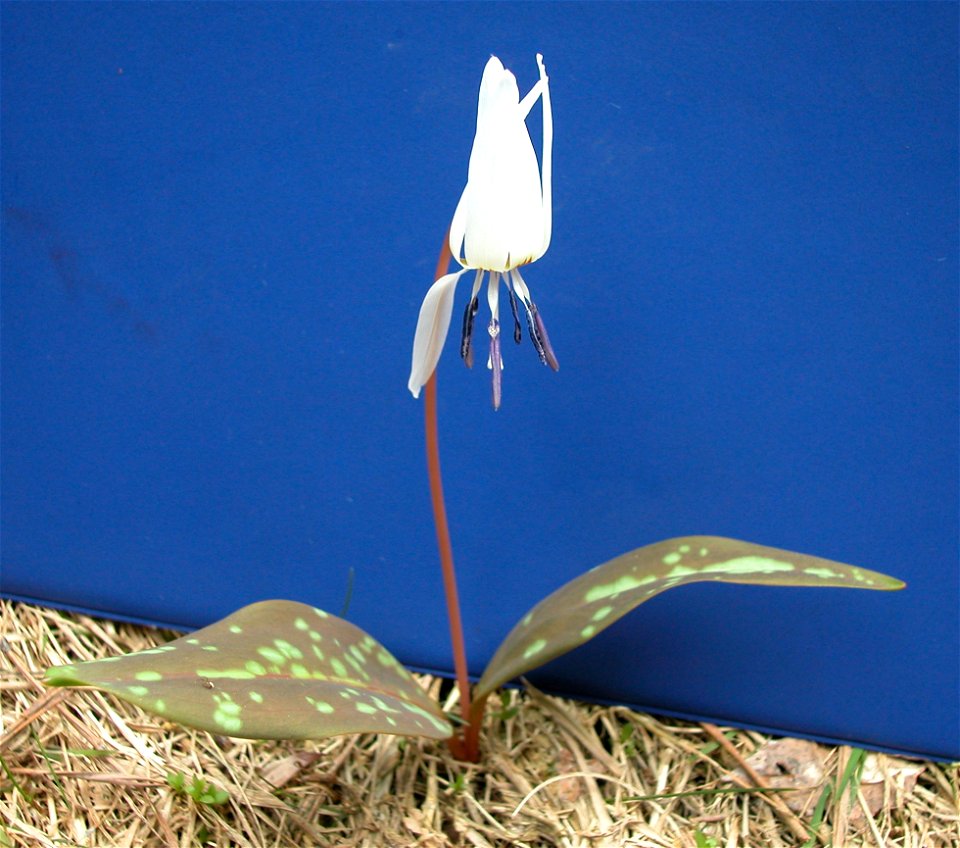 Erythronium dens-canis L. on blue background