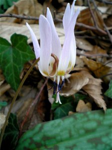 flower of Erythronium dens-canis photo