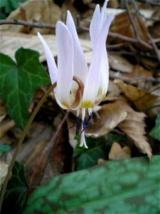 flower of Erythronium dens-canis