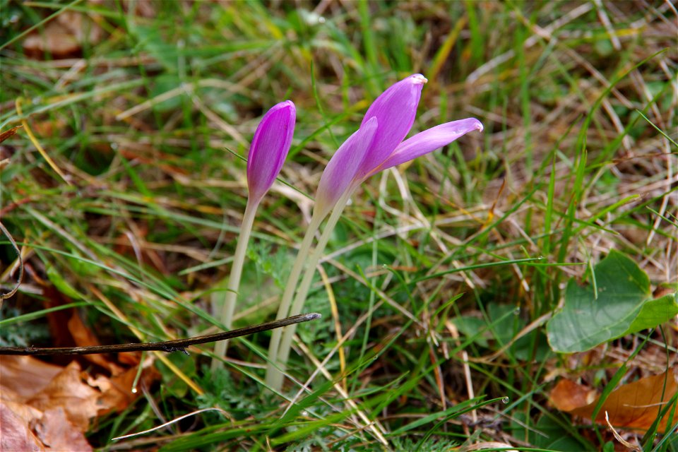 Ocún jesenní (Colchicum autumnale)
location: Banská Štiavnica, Slovakia
author: Jan Helebrant
www.juhele.blogspot.com

license CC0 Public Domain Dedication