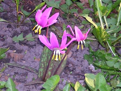 Erythronium sibiricum photo