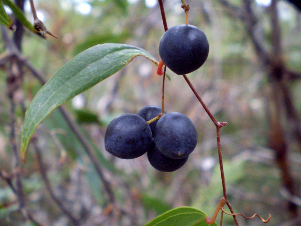 Smilax glyciphylla, fruit and leaf, Native Sarsparilla.