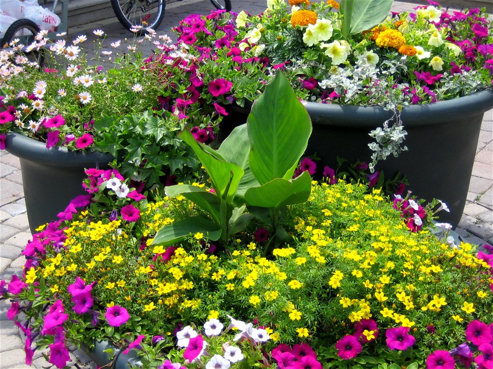 A container garden of petunias, daisies, marigolds and other flowers in large plastic planters.