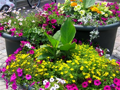 A container garden of petunias, daisies, marigolds and other flowers in large plastic planters.