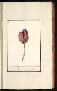 IdentificatieTitel(s): Tulp (Tulipa)Tulp. / Tulipa. / Tulipe. (titel op object)Objecttype: tekening Objectnummer: RP-T-BR-2017-1-8-38Omschrijving: Donkerrood-gele tulp. Genummerd rechtsboven: 24. Link photo