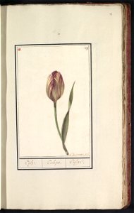 IdentificatieTitel(s): Tulp (Tulipa)Tulp. / Tulipa. / Tulipe. (titel op object)Objecttype: tekening Objectnummer: RP-T-BR-2017-1-8-43Omschrijving: Geel-rode tulp. Genummerd rechtsboven: 29. Linksboven photo