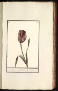 IdentificatieTitel(s): Tulp (Tulipa)Tulp. / Tulipa. / Tulipe. (titel op object)Objecttype: tekening Objectnummer: RP-T-BR-2017-1-8-41Omschrijving: Donkerpaars-gele tulp. Genummerd rechtsboven: 27. Lin photo