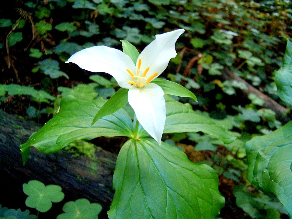 Trillium ovatum 41 n California