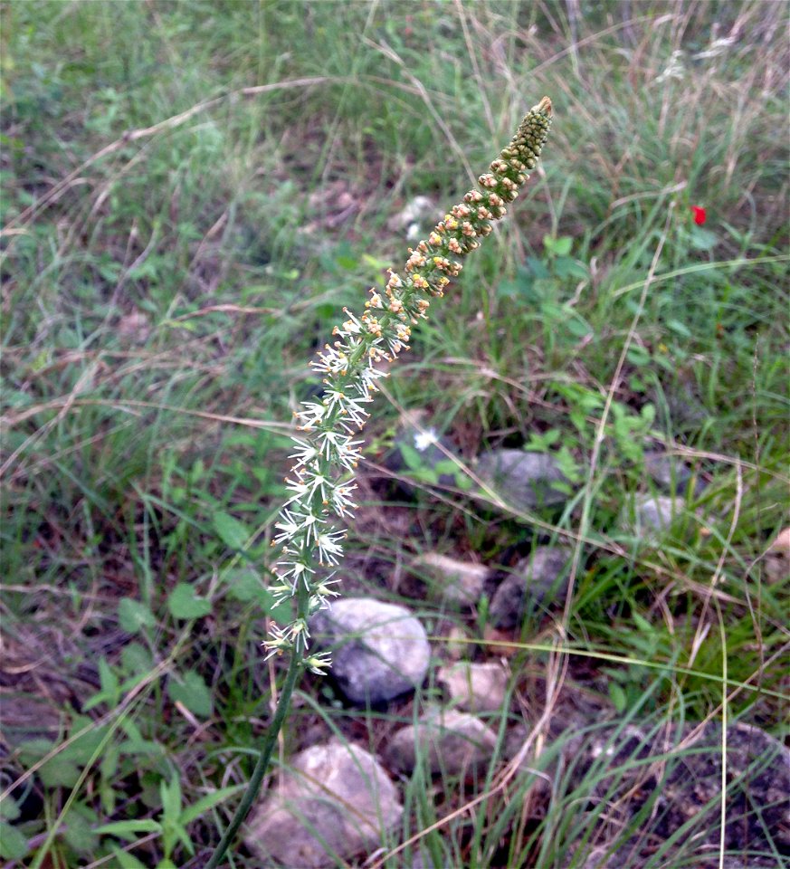 Schoenocaulon texanum, west side of the Frio River, south of the Hwy 1050 bridge east of Garner State Park, Uvalde County, Texas. On gladey limestone bluff, with much Juniperus.