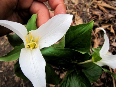Trillium Ovatum on Canadian Sumas Mountain, late April 2011.