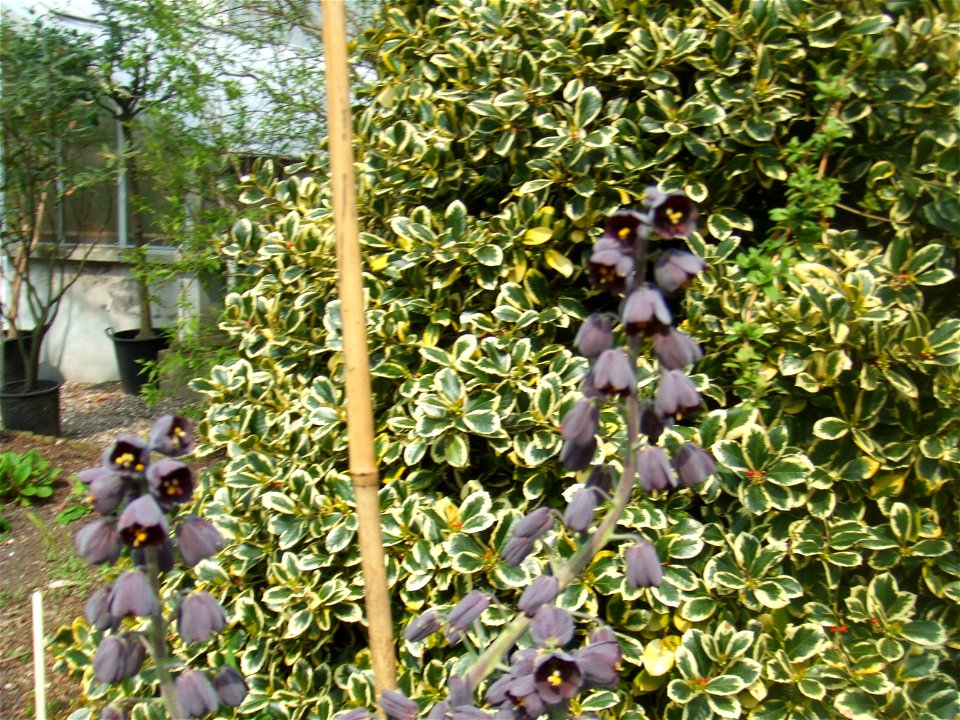 Fritillaria persica, picture taken at the Botanische tuin TU Delft in Delft, The Netherlands