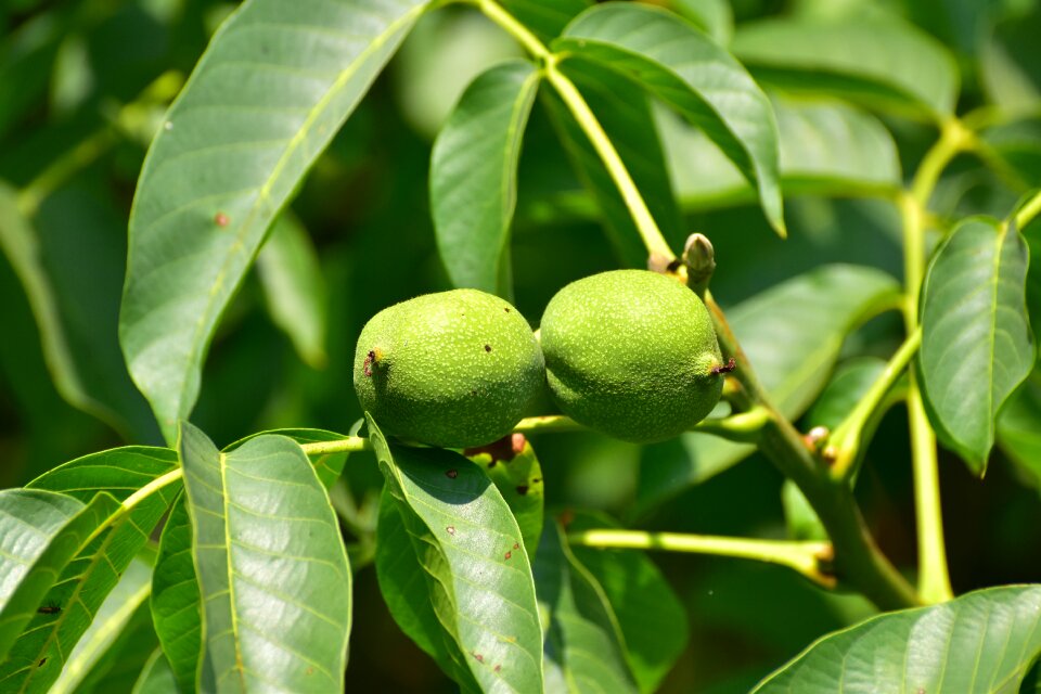 Leaves walnut tree walnuts