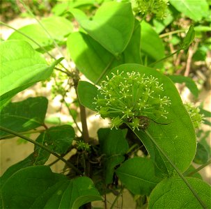 Smilax herbacea, in a rivercour bar on the Big South Fork of the Cumberland River, Scott County, Tennessee.