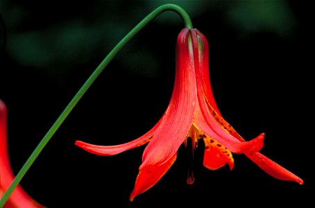 Image title: Canada lily Image from Public domain images website, http://www.public-domain-image.com/full-image/flora-plants-public-domain-images-pictures/flowers-public-domain-images-pictures/canada- photo