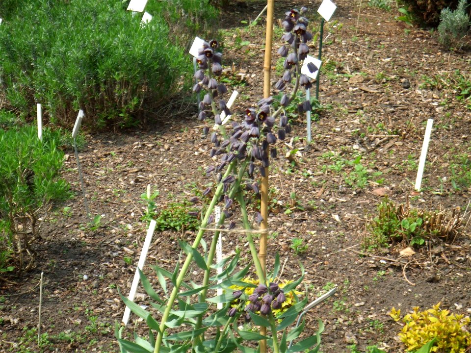 Fritillaria persica, picture taken at the Botanische tuin TU Delft in Delft, The Netherlands