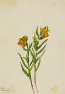 Columbia Lily (Lilium columbianum)