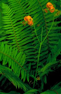 Image title: Columbia lily flower Image from Public domain images website, http://www.public-domain-image.com/full-image/flora-plants-public-domain-images-pictures/flowers-public-domain-images-picture photo