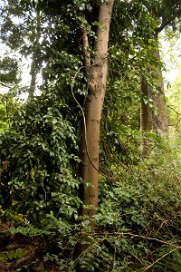 Ripogonum scandens