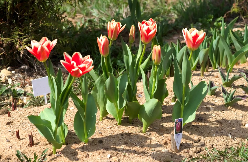 Tulipa fosteriana 'Pirand' (introduced 1997). photo