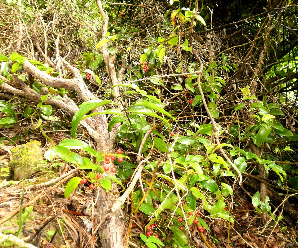 Rhipogonum scandens, supplejack, kareao, with red berries pictured in a Upper Hutt beech forest, New Zealand.