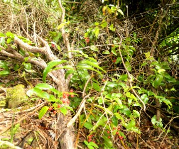 Rhipogonum scandens, supplejack, kareao, with red berries pictured in a Upper Hutt beech forest, New Zealand.
