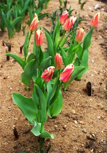 Tulipa fosteriana 'Pirand' (introduced 1997). photo