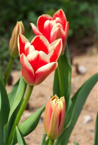 Tulipa fosteriana 'Pirand' (introduced 1997). photo