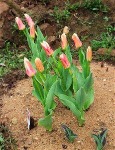 Tulipa fosteriana 'Pirand' (introduced 1997).