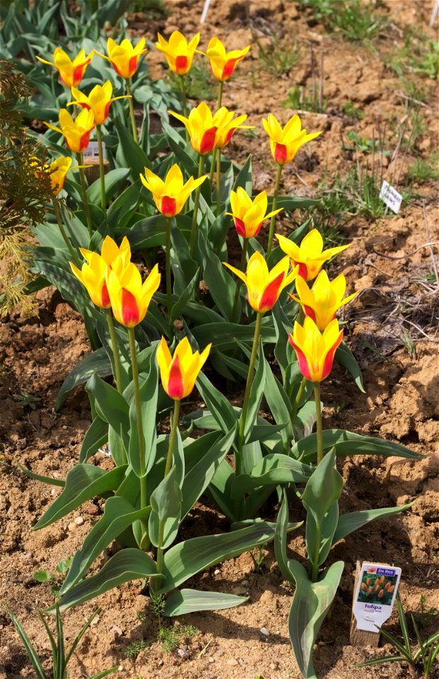 Tulipa kaufmanniana 'Giuseppe Verdi' photo