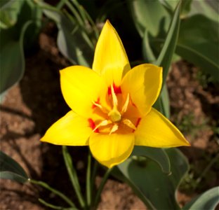 Tulipa kaufmanniana 'Giuseppe Verdi'