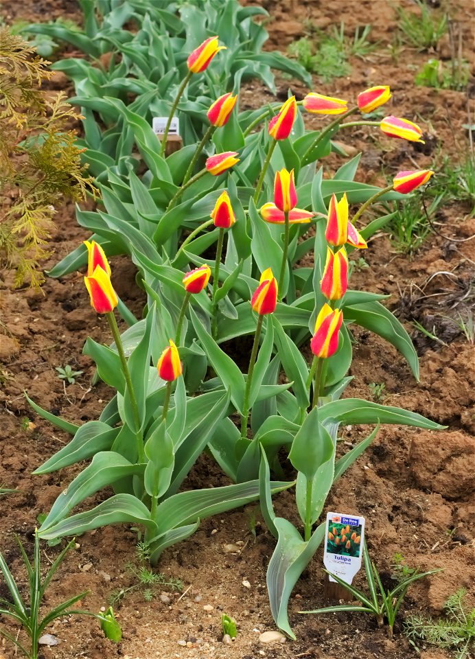 Tulipa kaufmanniana 'Giuseppe Verdi' - after the rain photo