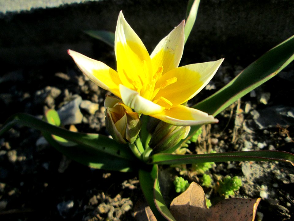 Turkestanische Tulpe (Tulipa turkestanica) in Hockenheim - Herkunft: Zentral-Asien - gesetzt in einem Grünstreifen in einer Maßnahme des Nabu Hockenheim zur Erhaltung der Artenvielfalt durch Wildblume