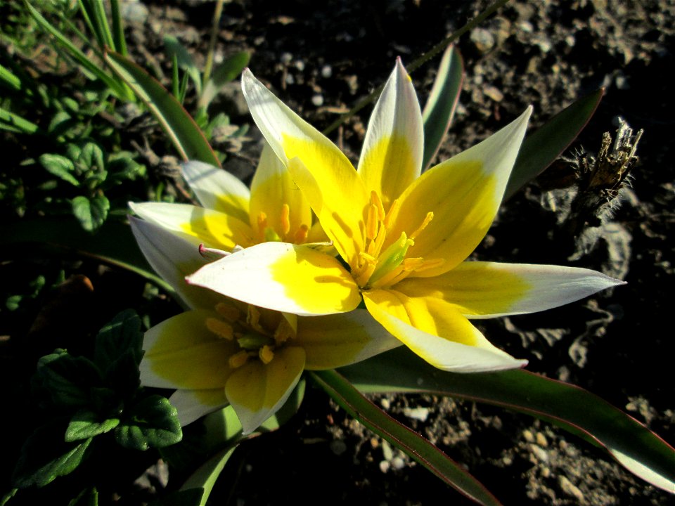 Turkestanische Tulpe (Tulipa turkestanica) in Hockenheim - Herkunft: Zentral-Asien - gesetzt in einem Grünstreifen in einer Maßnahme des Nabu Hockenheim zur Erhaltung der Artenvielfalt durch Wildblume