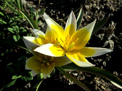Turkestanische Tulpe (Tulipa turkestanica) in Hockenheim - Herkunft: Zentral-Asien - gesetzt in einem Grünstreifen in einer Maßnahme des Nabu Hockenheim zur Erhaltung der Artenvielfalt durch Wildblume