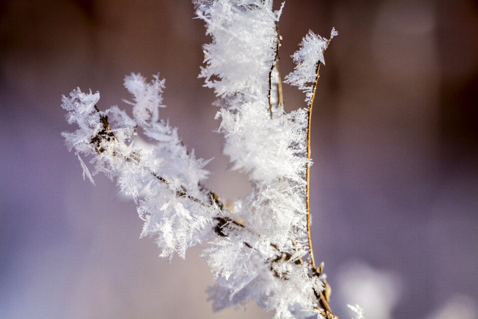 Snowflakes sprig rime photo