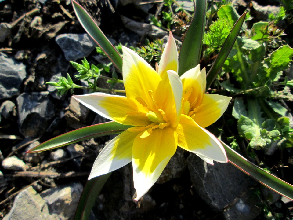 Turkestanische Tulpe (Tulipa turkestanica) in Hockenheim - Herkunft: Zentral-Asien - gesetzt in einem Grünstreifen in einer Maßnahme des Nabu Hockenheim zur Erhaltung der Artenvielfalt durch Wildblume