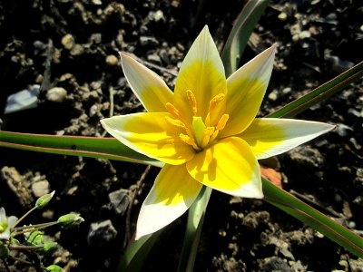 Turkestanische Tulpe (Tulipa turkestanica) in Hockenheim - Herkunft: Zentral-Asien - gesetzt in einem Grünstreifen in einer Maßnahme des Nabu Hockenheim zur Erhaltung der Artenvielfalt durch Wildblume